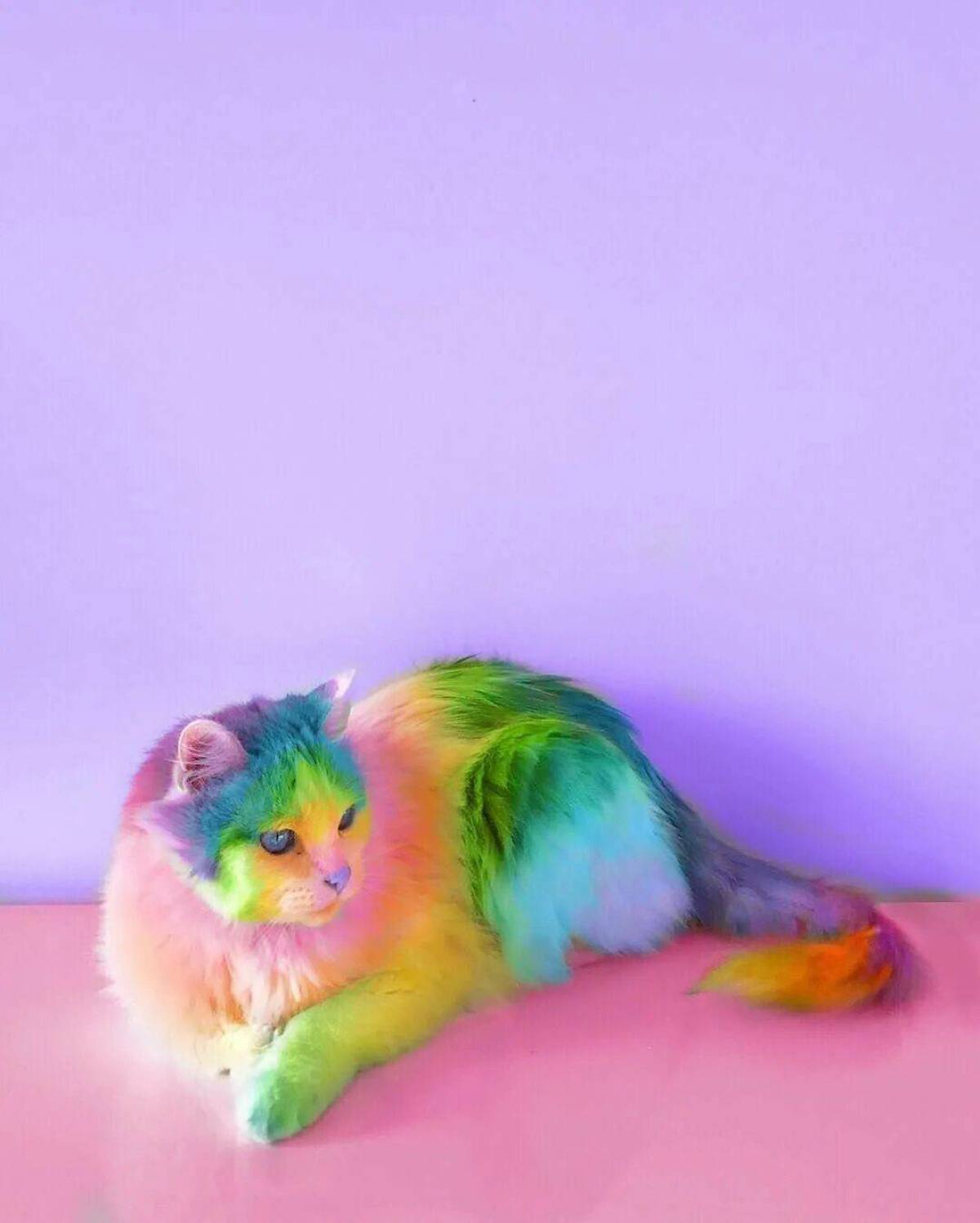 Включи радужные друзья кот. Радужные котики. Разноцветная кошка. Разноцветные котята. Котенок с радугой.