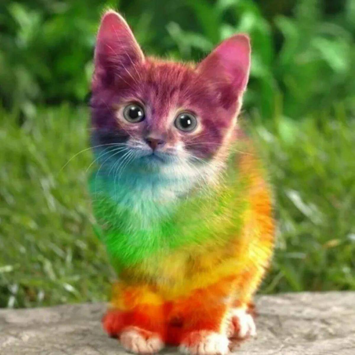 Включи радужные друзья кот. Разноцветная кошка. Разноцветные котята. Радужная кошка. Радужный котенок.