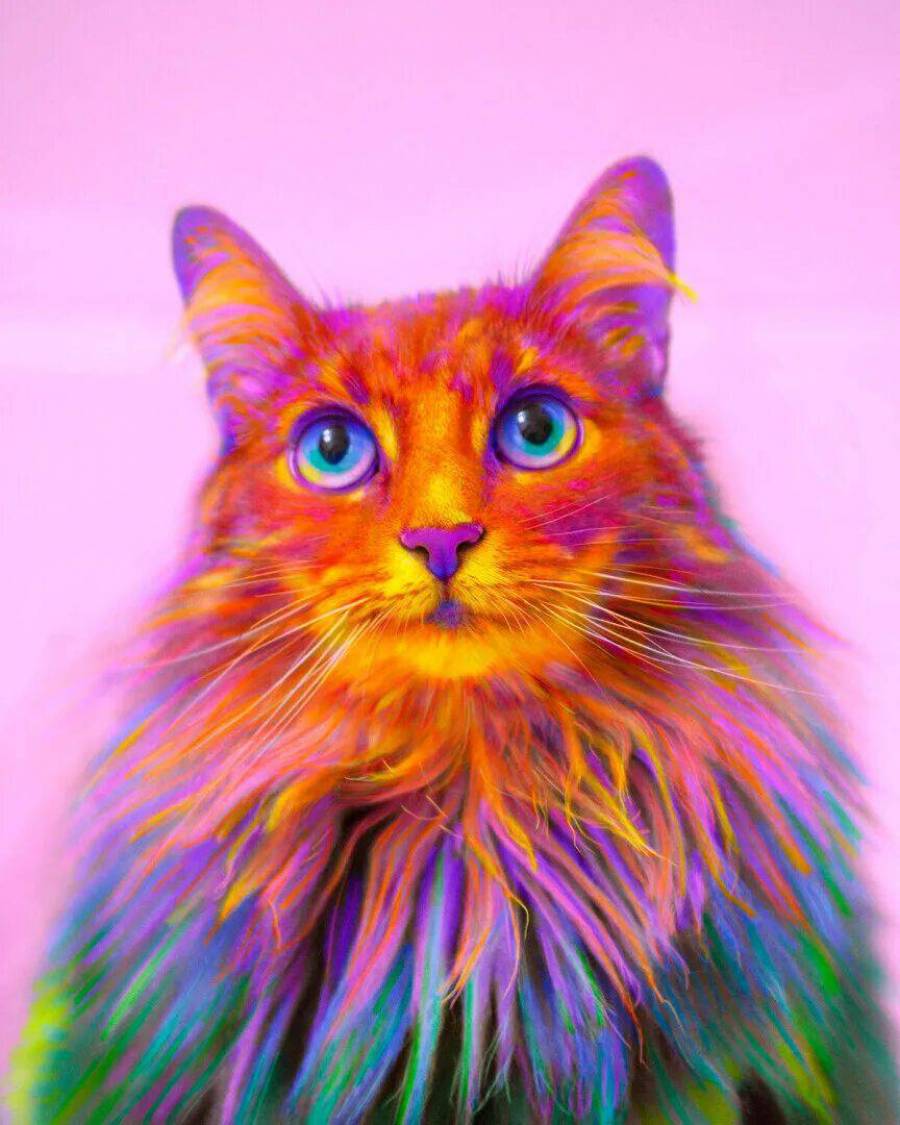 Радужные котики. Кошки цветные. Разноцветные коты. Многоцветная кошка. Цветная картинка котика