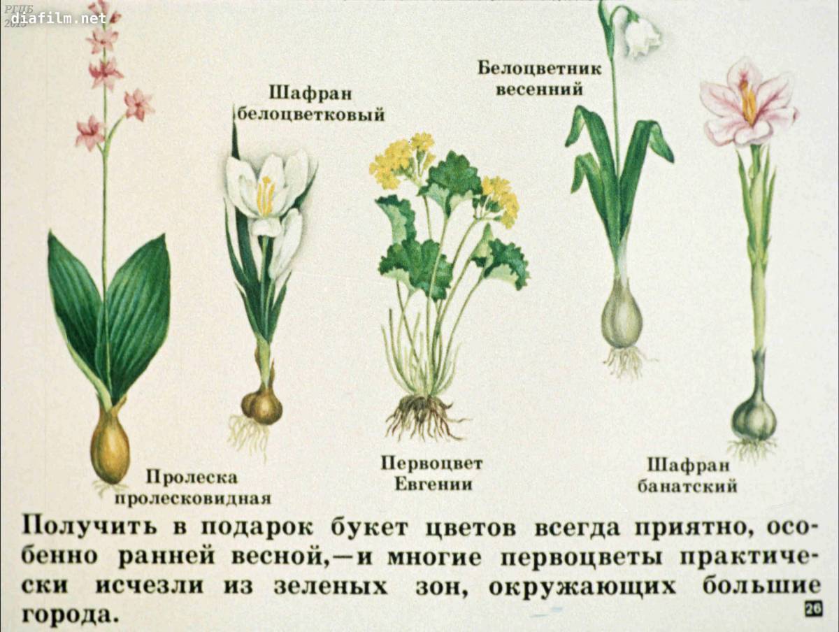Примеры растений занесенных в красную книгу