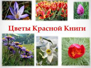 Раскраска растения из красной книги #1 #470303