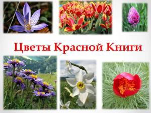 Раскраска растения красной книги россии #2 #470343