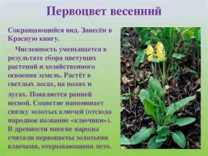 Раскраска растения красной книги россии #3 #470344