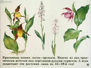 Раскраска растения красной книги россии #4 #470345