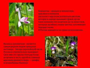 Раскраска растения красной книги россии #5 #470346