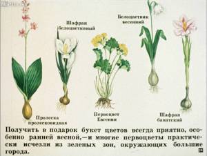 Раскраска растения красной книги россии #6 #470347
