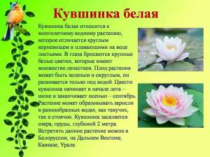 Раскраска растения красной книги россии #10 #470351