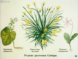 Раскраска растения красной книги россии #11 #470352