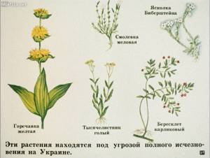 Раскраска растения красной книги россии #12 #470353