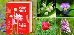 Раскраска растения красной книги россии #13 #470354