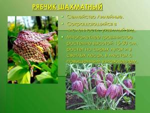 Раскраска растения красной книги россии #19 #470360
