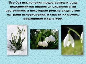 Раскраска растения красной книги россии #23 #470364