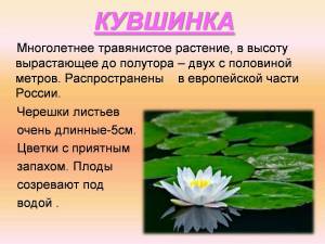 Раскраска растения красной книги россии #25 #470366