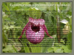 Раскраска растения красной книги россии #31 #470372