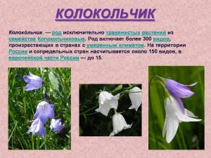 Раскраска растения красной книги россии #35 #470376