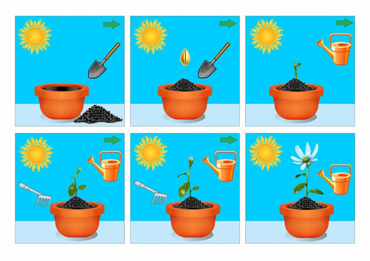 Растения для детей #20