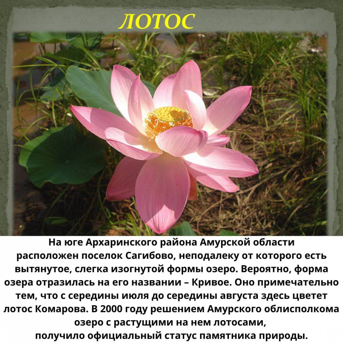 Растения Красной книги России — названия, краткое описание и фото — Природа Мира