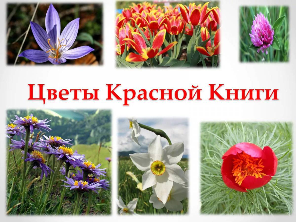 Растения красной книги россии #2