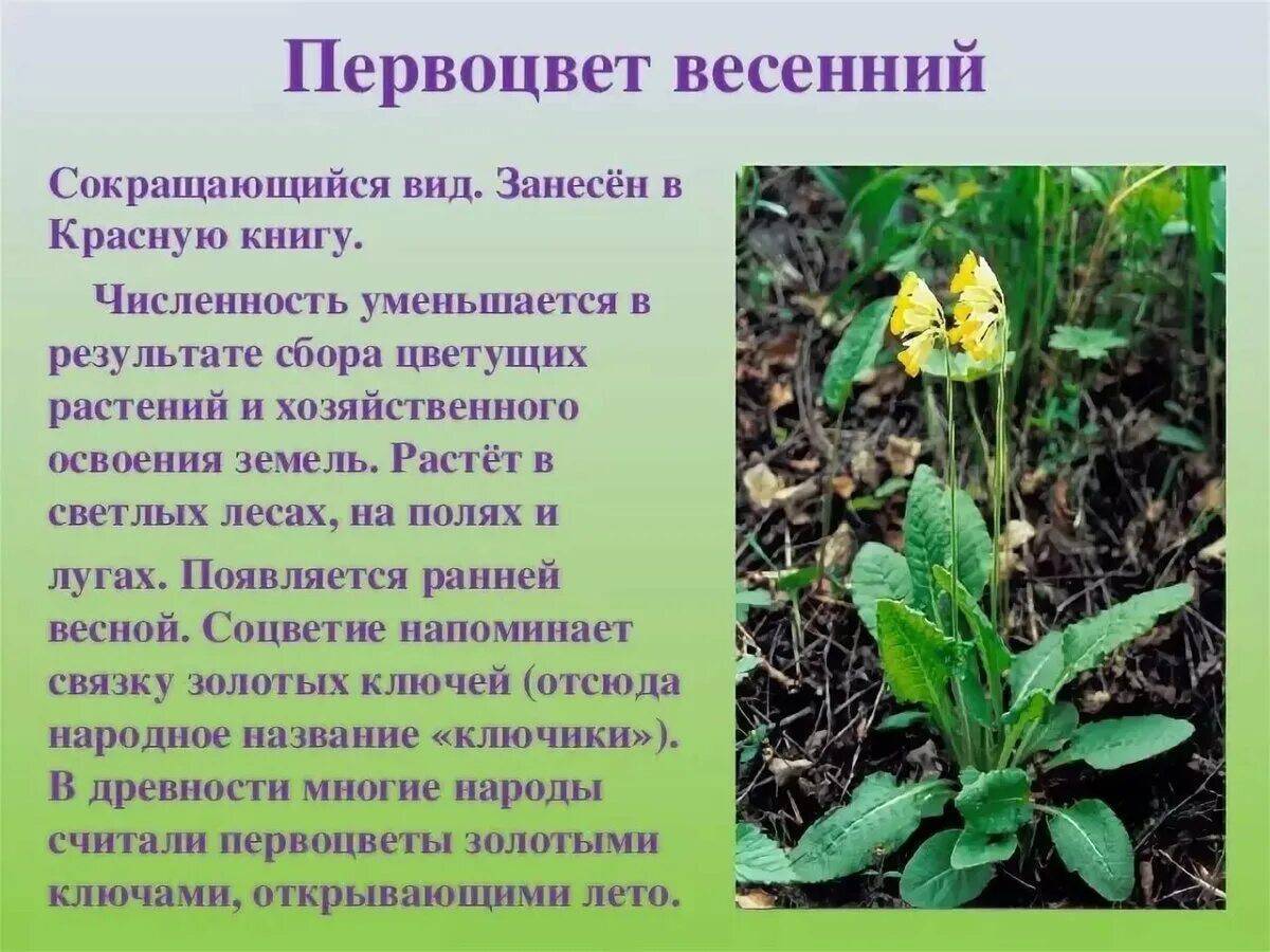Растения красной книги россии #3