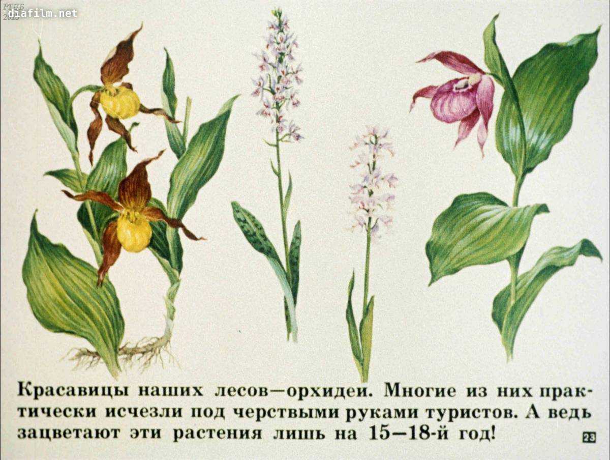 Растения красной книги россии #4