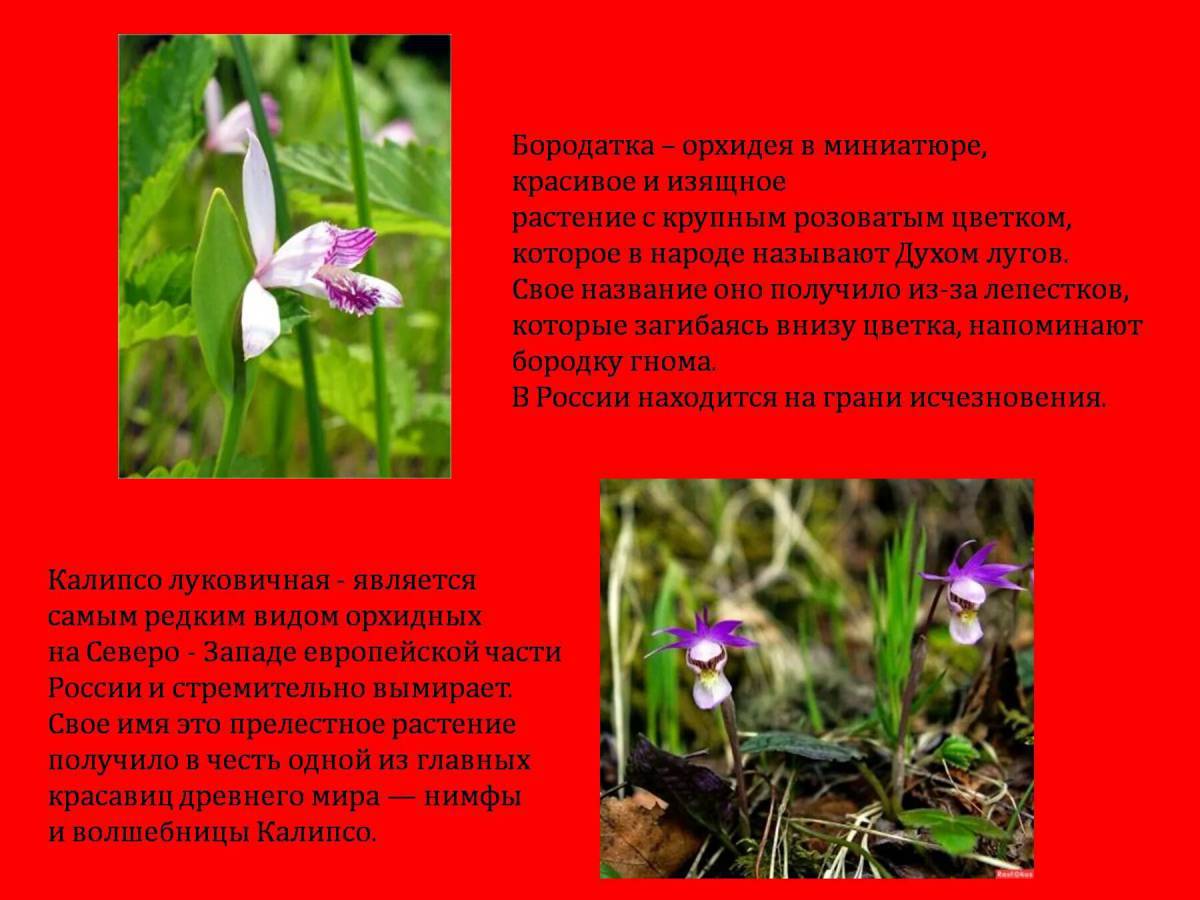 Растения красной книги россии #5
