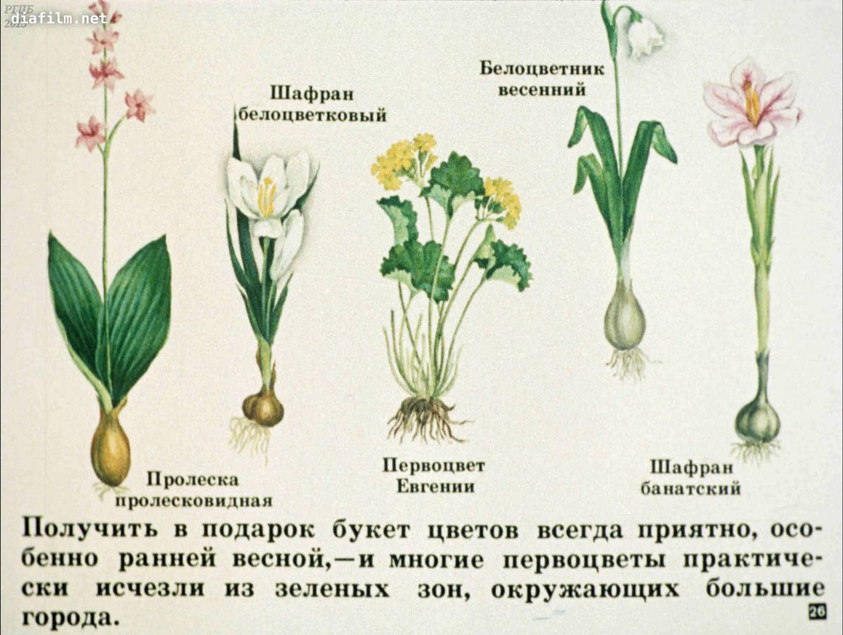 Растения красной книги россии #6