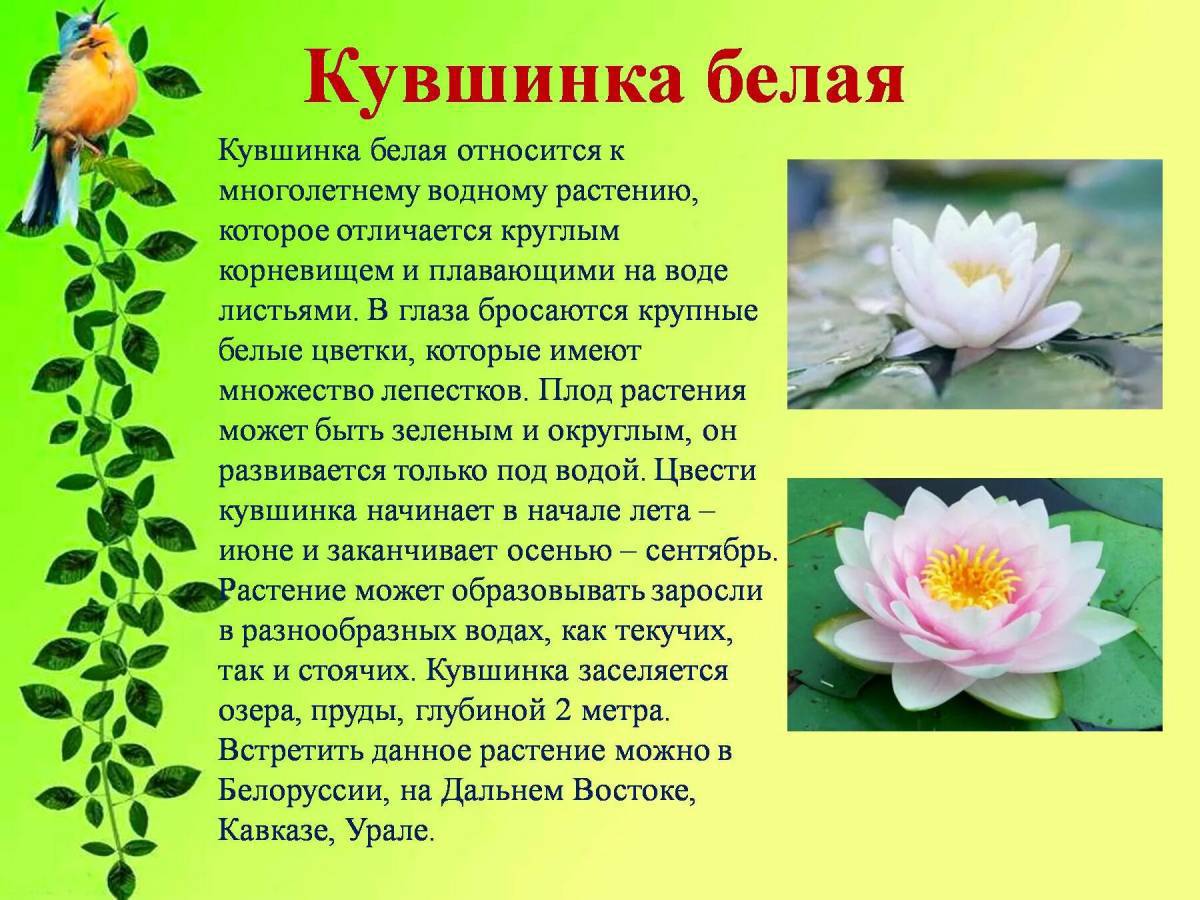 Растения красной книги россии #10