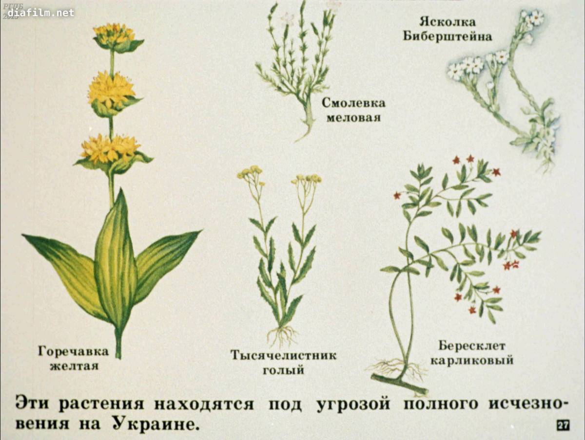 Растения красной книги россии #12