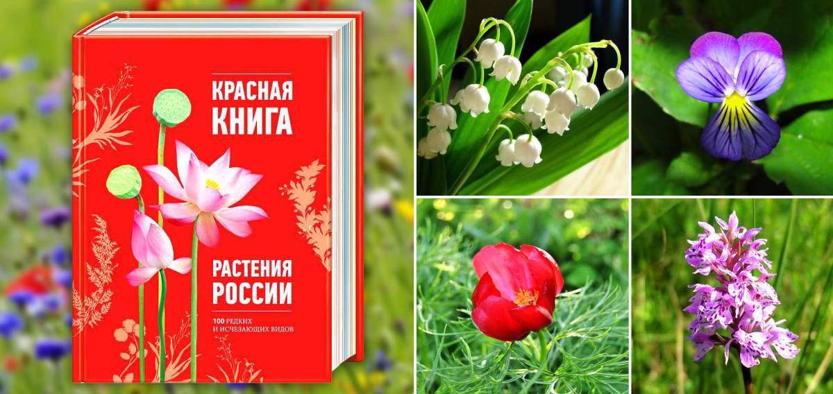 Растения красной книги россии #13