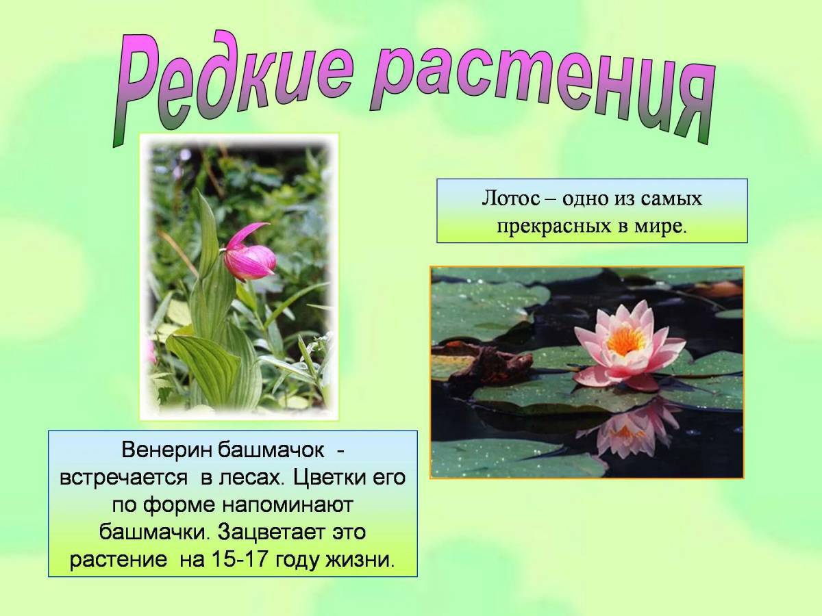 Растения красной книги россии #14