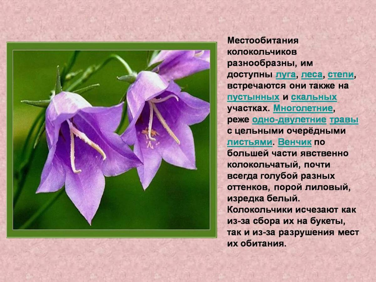 Растения красной книги россии #20