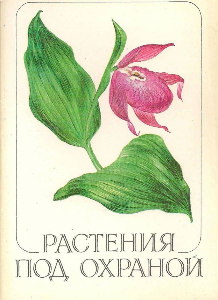 Растения из красной книги россии рисунок