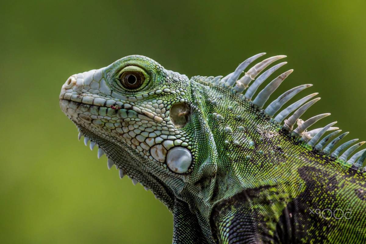 Изображение пресмыкающихся. Рептилии ящерицы игуаны. Зелёная игуана третиё глаз. Чешуйчатые игуана зеленая позвоночные. Ящерицы крокодилы и хамелеоны.