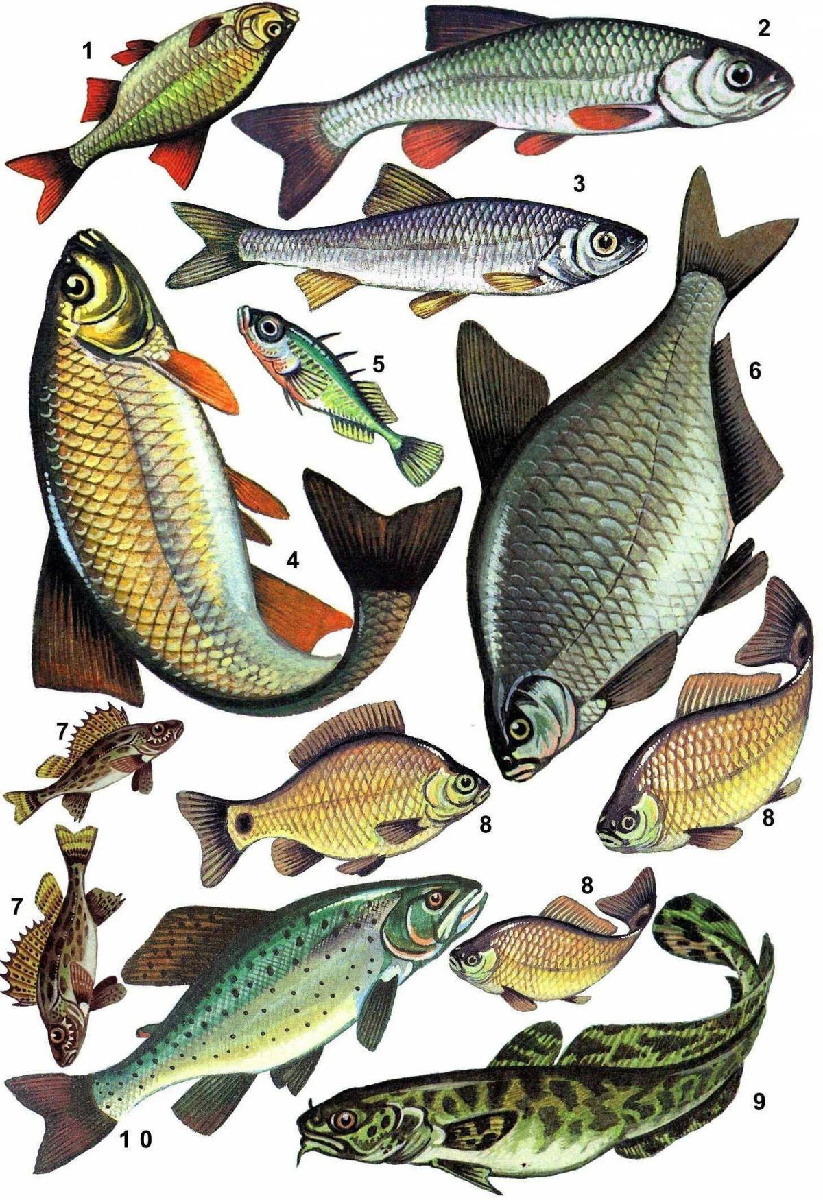Речные рыбы. Озерные рыбы. Хищная Речная рыба. Карпообразные рыбы. Рыбы пресноводных водоемов