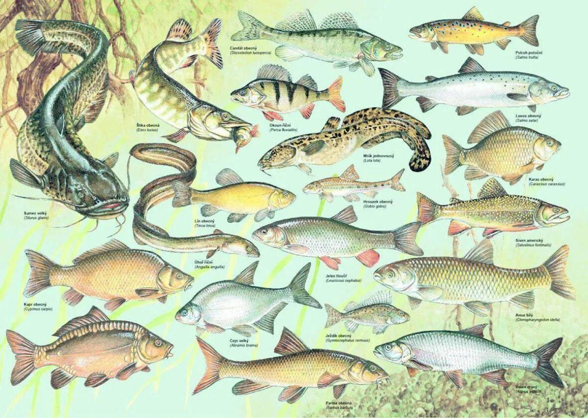 В водоеме обитают разнообразные организмы окунь щука. Рыбы России. Пресноводные рыбы. Пресноводные рыбы России. Речные и озерные рыбы.