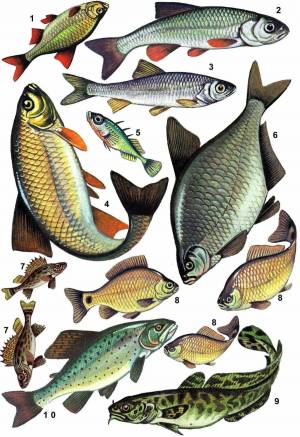 Раскраска речные рыбы #5 #472200