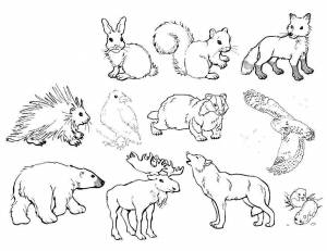 Раскраска рисунки животных для для детей #29 #473094