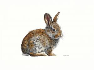 Раскраска рисунок заяц для детей #16 #473665