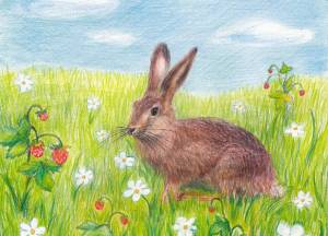 Раскраска рисунок заяц для детей #21 #473670