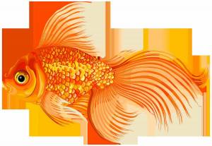 Раскраска рисунок золотая рыбка #1 #473802