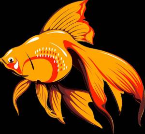 Раскраска рисунок золотая рыбка #5 #473806