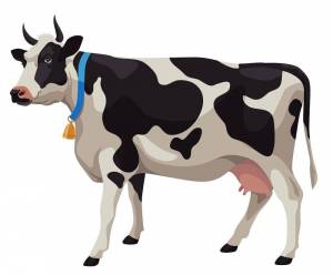 Раскраска рисунок корова для детей #8 #473886