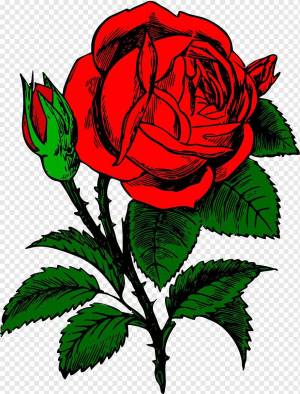 Раскраска рисунок роза #4 #474905