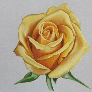 Раскраска рисунок роза #12 #474913