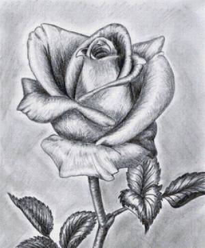 Раскраска рисунок роза #18 #474919