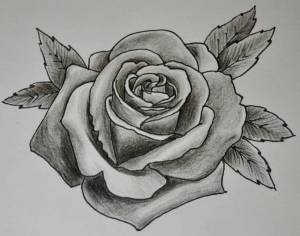 Раскраска рисунок роза #19 #474920