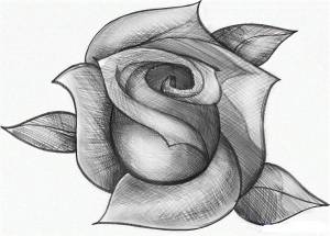 Раскраска рисунок роза #20 #474921