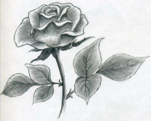 Раскраска рисунок роза #23 #474924