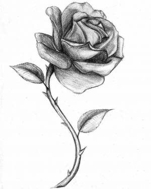 Раскраска рисунок роза #24 #474925