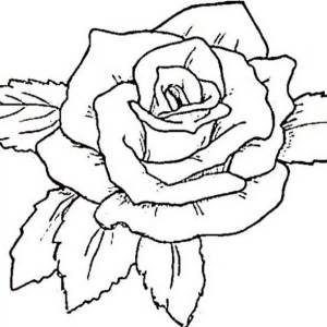 Раскраска рисунок роза #29 #474930